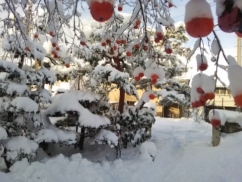 雪の多さ