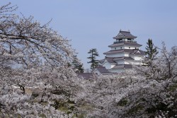 鶴ヶ城の桜