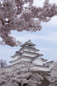 鶴ヶ城の桜