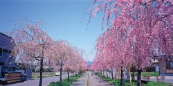 日中線記念自転車歩行者道しだれ桜