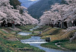 観音寺川の桜