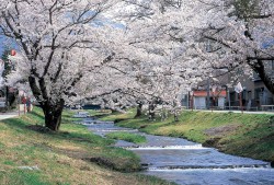 観音寺川の桜