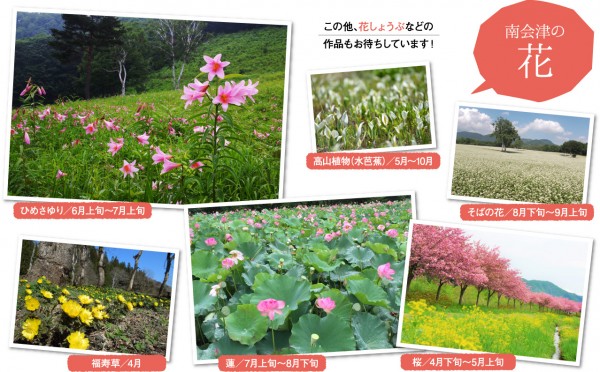 南会津の花